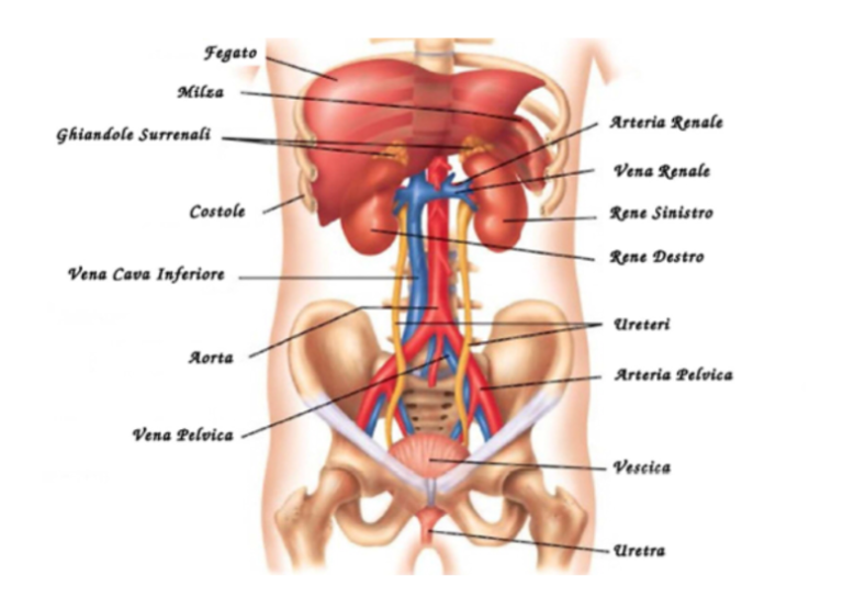 L Apparato Urinario L Insieme Di Organi Finalizzati All Escrezione